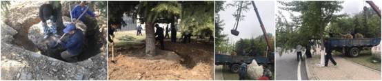 移植树木.jpg